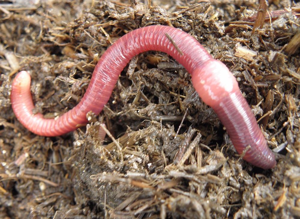 Lombriz de la tierra: ¿El animal perfecto? (+Fotos y Audio)