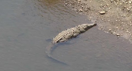 Prosiguen autoridades búsqueda de cocodrilo avistado en el Río Sagua de  Tánamo