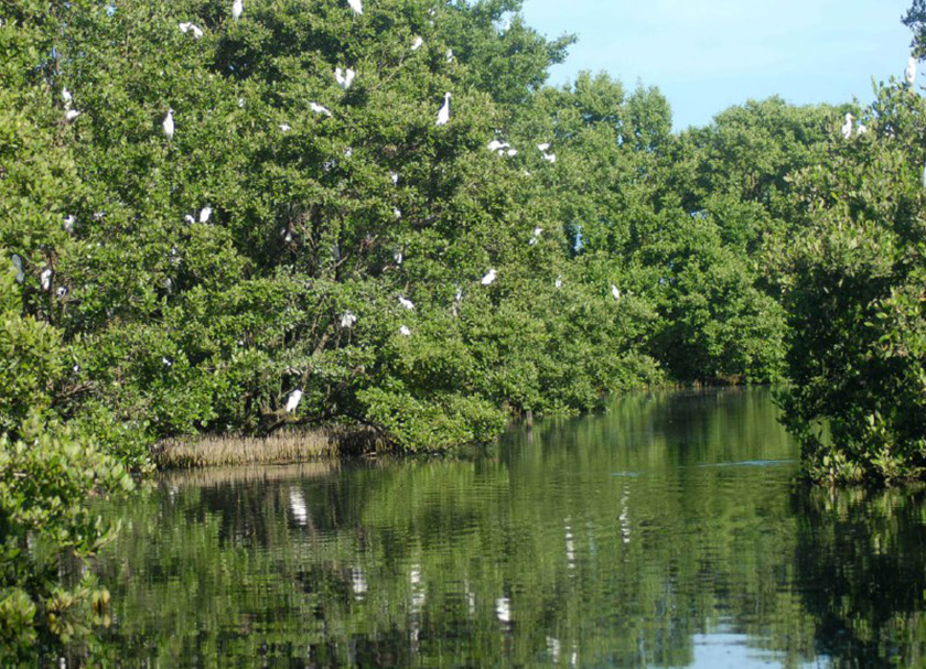 0-05-manglar-4.jpg