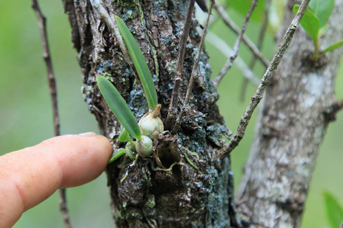 Interesante orquideario crece abrazado al mar en norte espirituano