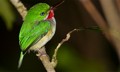 Festival de Aves Endémicas del Caribe